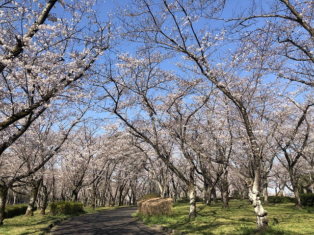 公園内さくら